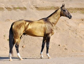 Akhal-teke stallion Dagat-Geli, g.buckskin, 2007 (Gaigysyz-Dargi) ~ by Artur Baboev