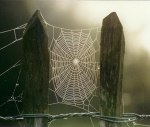 Dewy Cobweb ~ by Norman Hyett 
